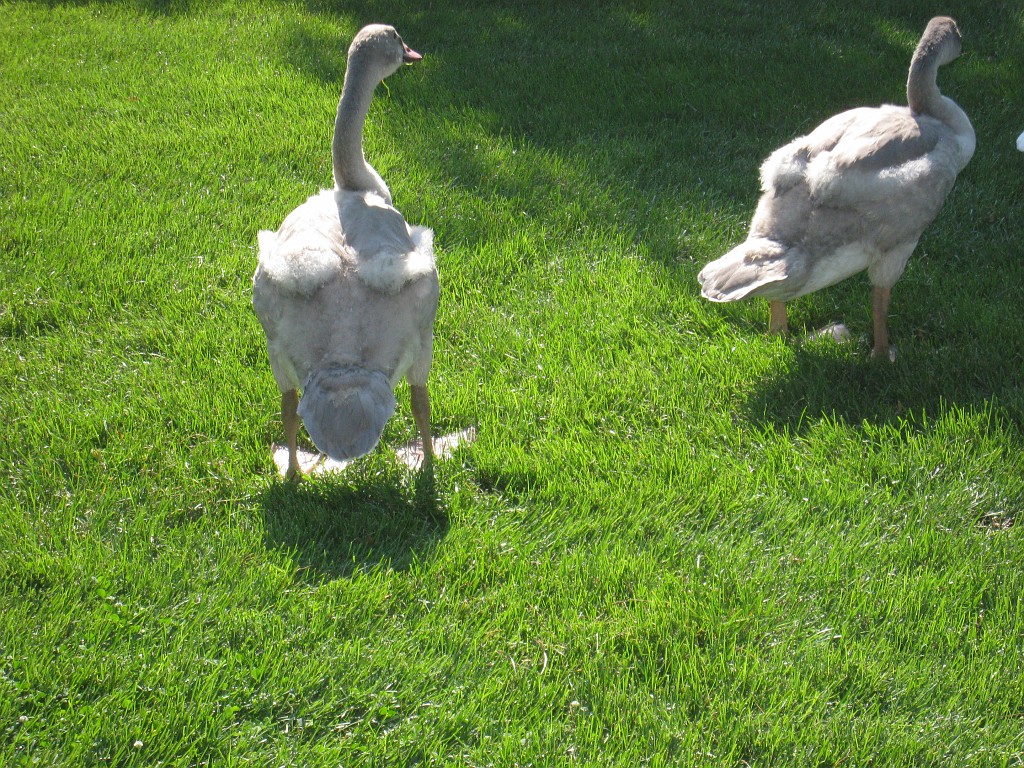 Botanical Gardens 2010 0530.jpg - The Chicago Botanic Gardens. Wear comfortable shoes, and be prepared to enjoy the landscape for a day.